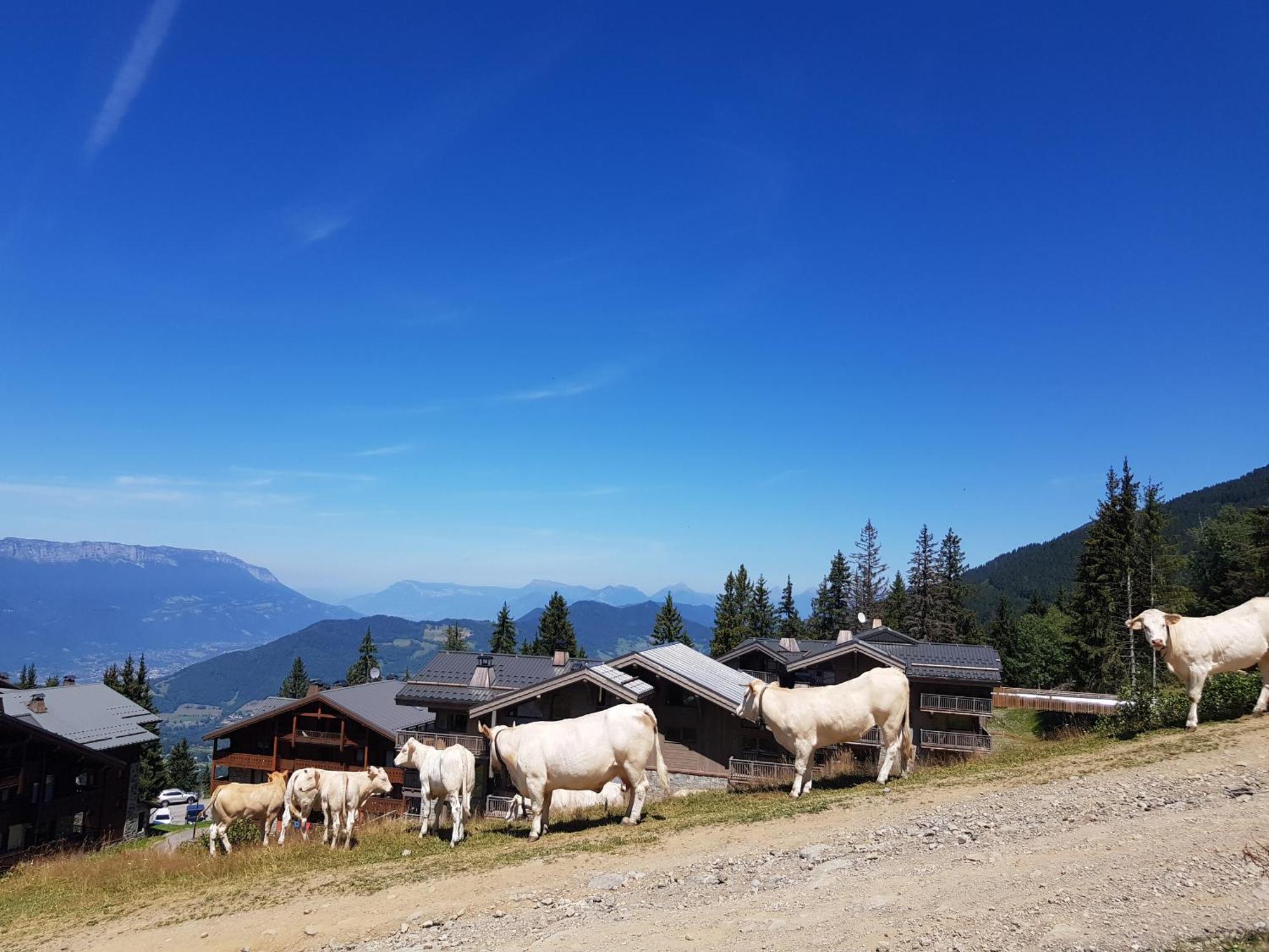 Les 7 Laux Immobilier Chalet E 普拉波特尔 外观 照片