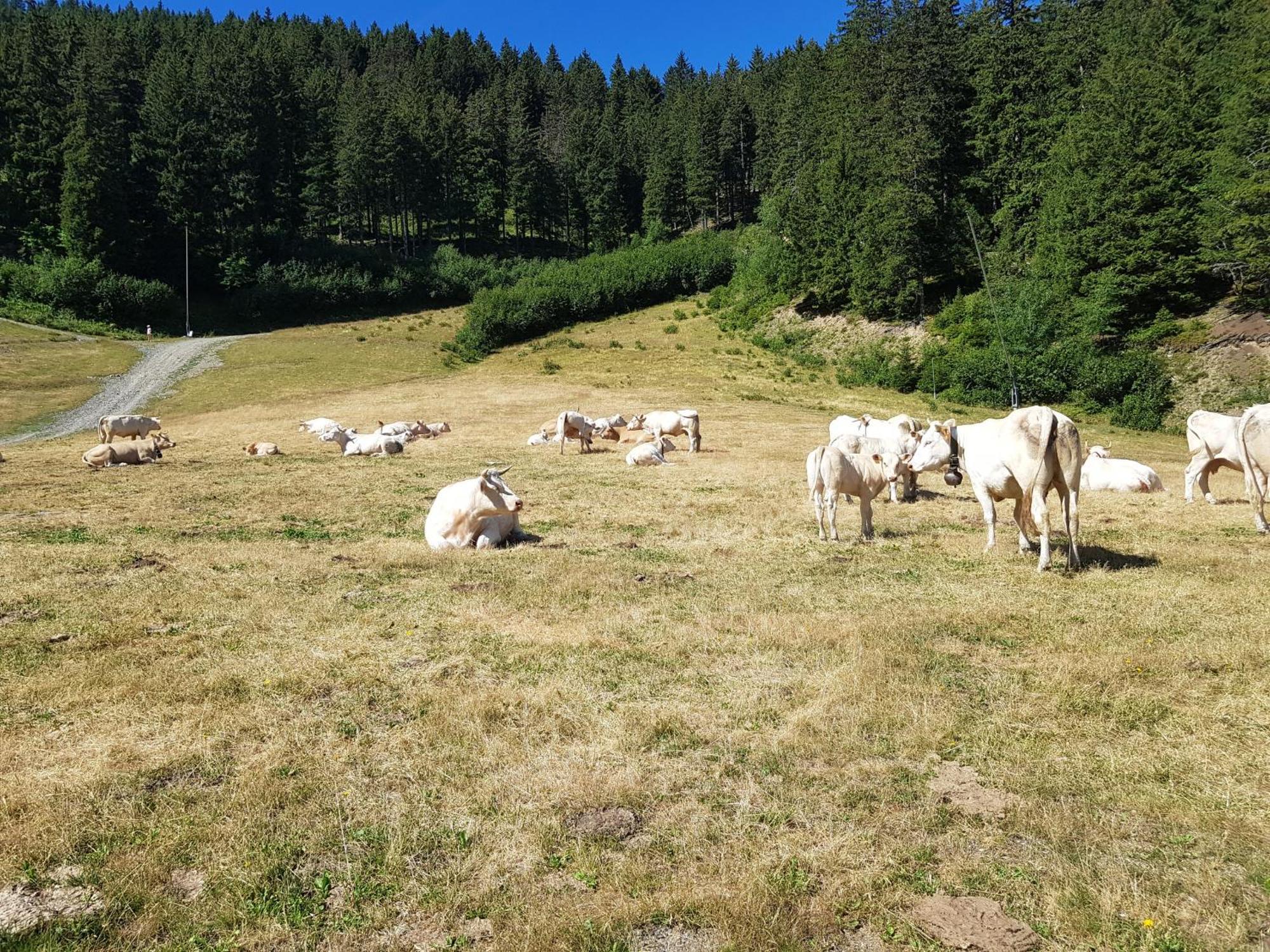 Les 7 Laux Immobilier Chalet E 普拉波特尔 外观 照片